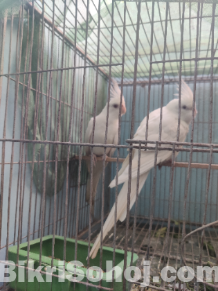 Albino (Red Eye) Cockatiel Jora